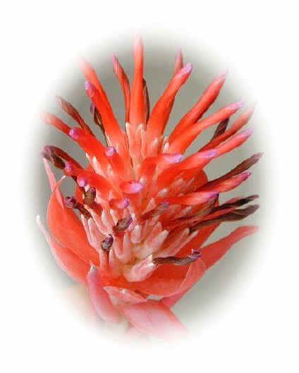 Red Flower.jpg (45264 bytes)